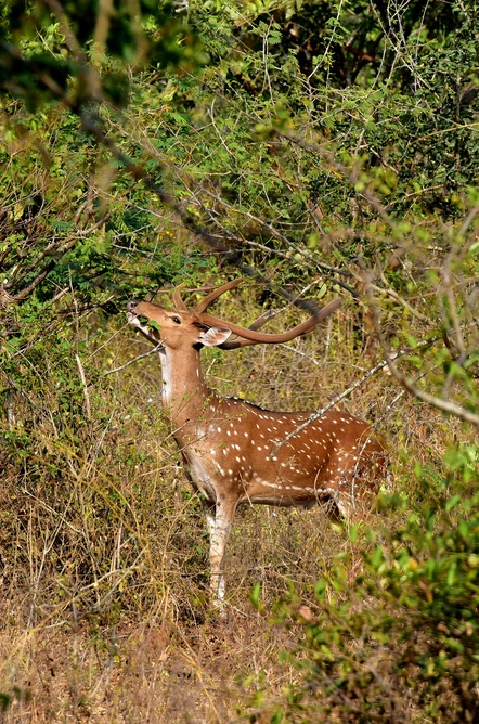 Chinnar Wildlife Sanctuary, Kerala_venuezz