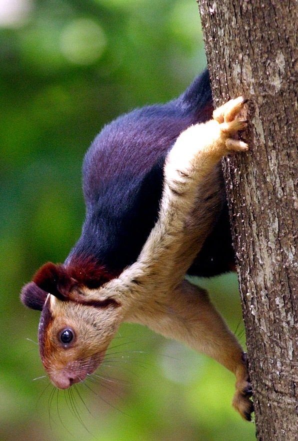Grizzled Squirrel Wildlife Sanctuary, Tamil Nadu_venuezz