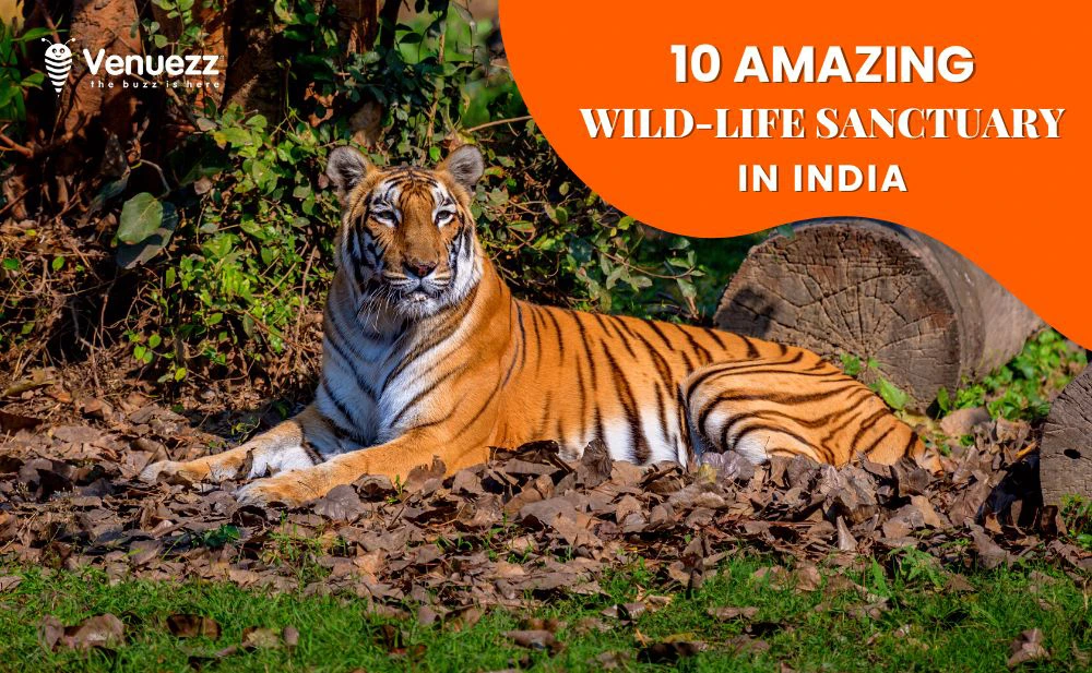 Read more about the article 10 Amazing Wildlife Sanctuaries in India for encounters with the wild