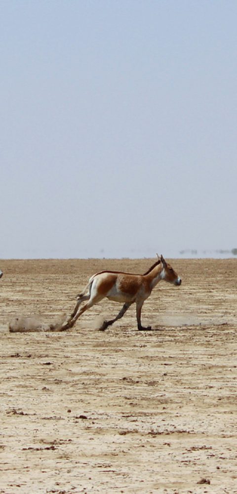 Kutch Desert Wildlife Sanctuary, Gujarat_venuezz