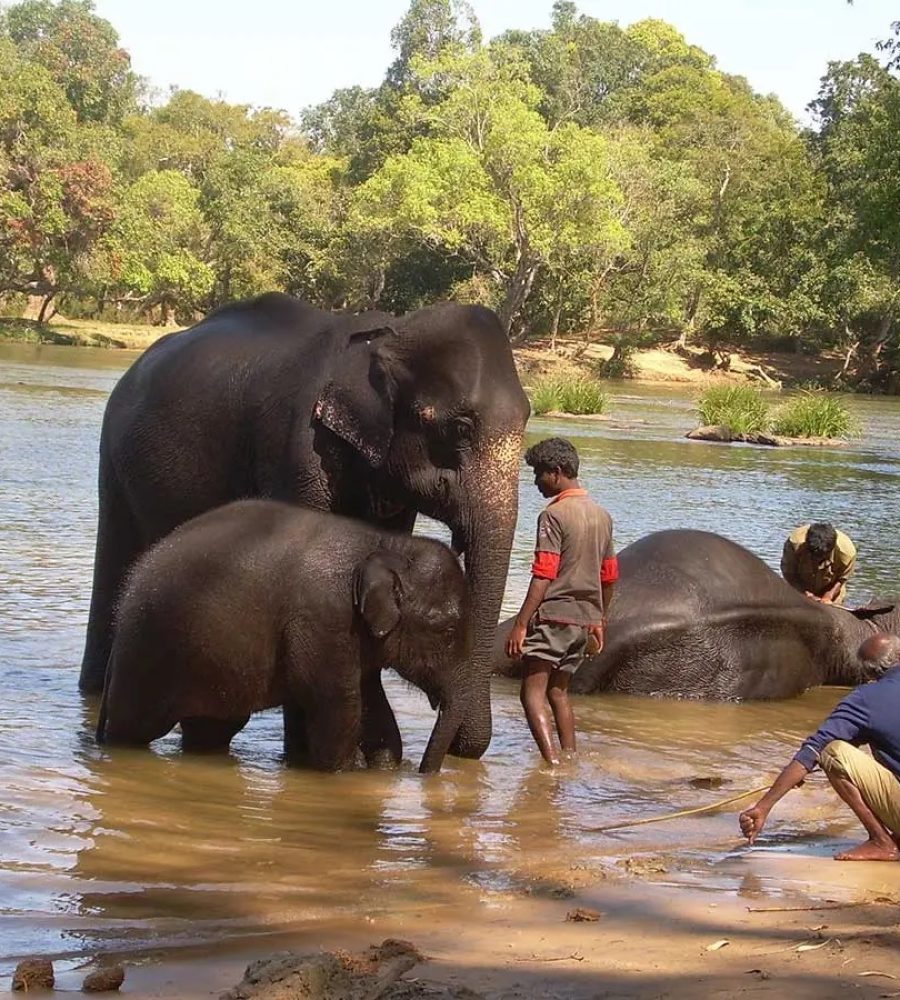 bathe-elephants-at-dubare-elephant-camp-venuezz