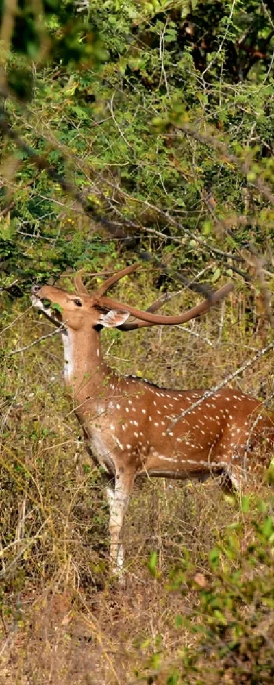 Chinnar Wildlife Sanctuary, Kerala_venuezz