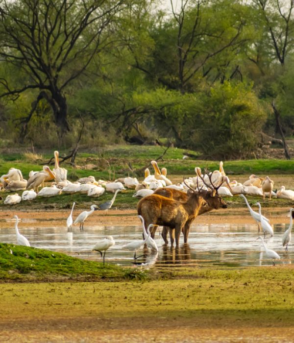 Bharatpur Bird Sanctuary_venuezz