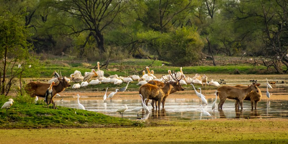 Bharatpur Bird Sanctuary_venuezz